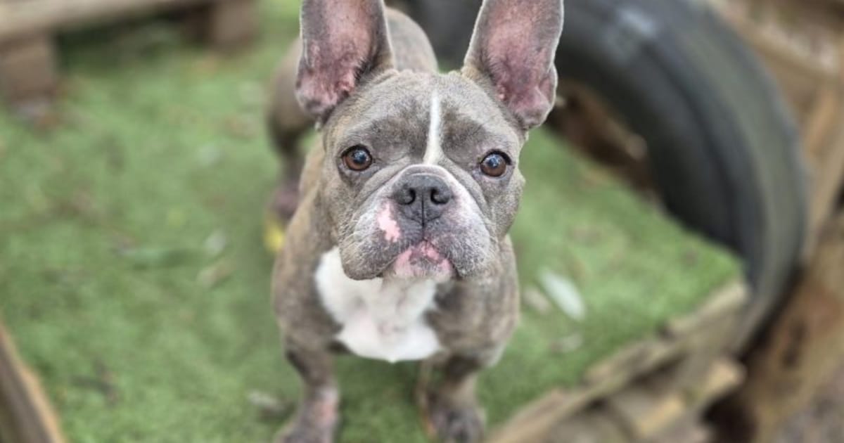 Baasje gezocht! Franse bulldog Delphi is dol op aandacht, gezelligheid en haar tennisbal