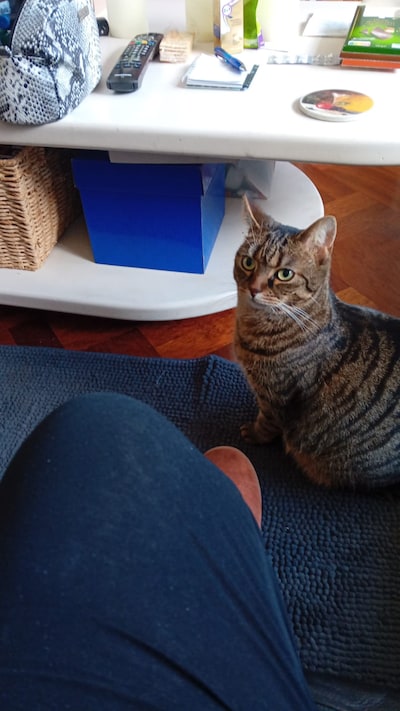 Heb jij Roxy gezien? Dit huisdier wordt in Haarlem vermist