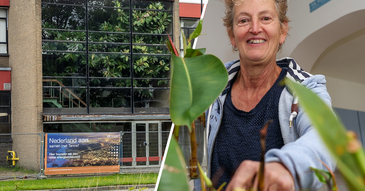 Nicole redde 140 stekjes van grote plant in Plaatijzerindustrie: jij mag ze gratis ophalen
