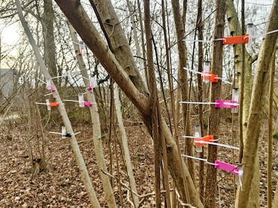 Dit doen de mysterieuze buisjes in de bomen op landgoed Bredius