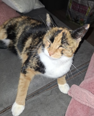 Heb jij Chocolaatje gezien? Dit huisdier wordt in Woerden vermist