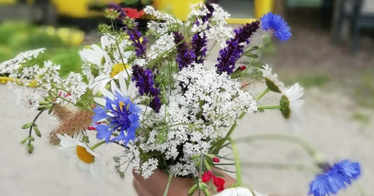 Zomertip: hier in Tilburg pluk je een veldboeket