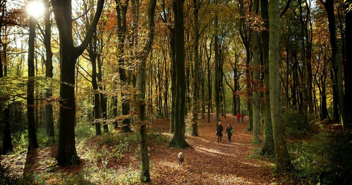 Gratis bootcamp Haagse Bos, gratis entree Westwood en korting op escaperoom