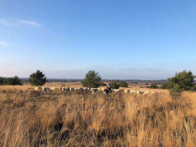 De tijdelijke Wipshop verloot een wel heel bijzonder stukje Ede
